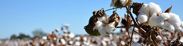 Cotton CFDs Trading at Avatrade